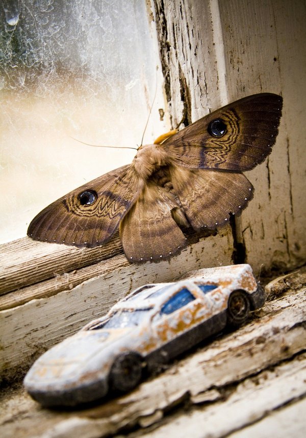 Anti mites professionnels efficaces et livraison rapide