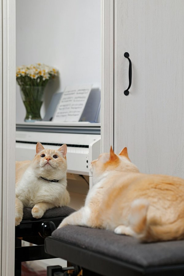 Comprendre le coût d'une assurance pour chat: guide complet