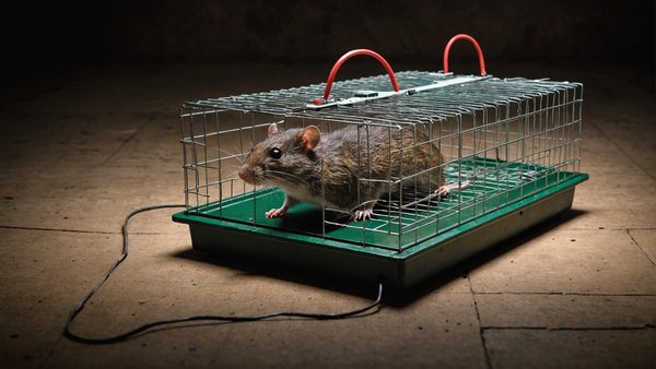 Piège rat : la solution électronique efficace contre les rats